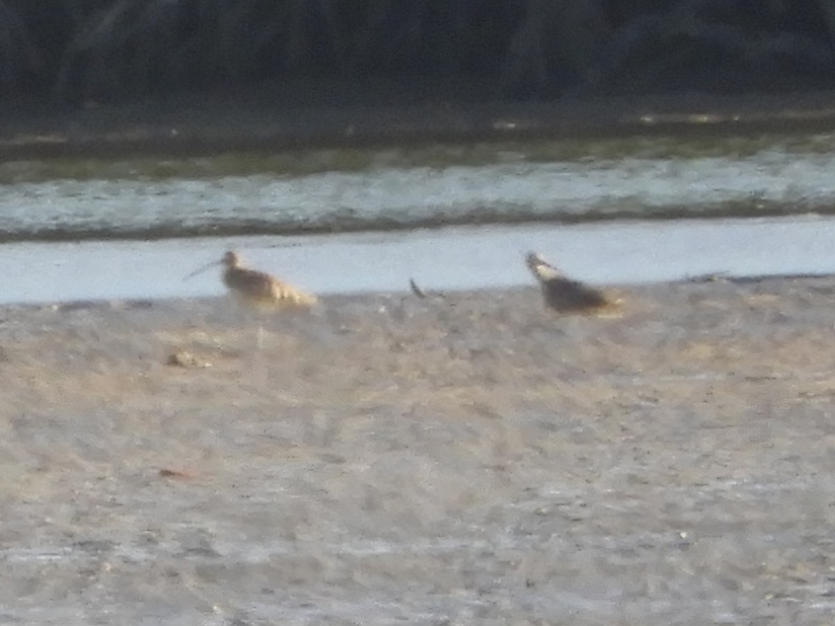 Far Eastern Curlew - ML620884703