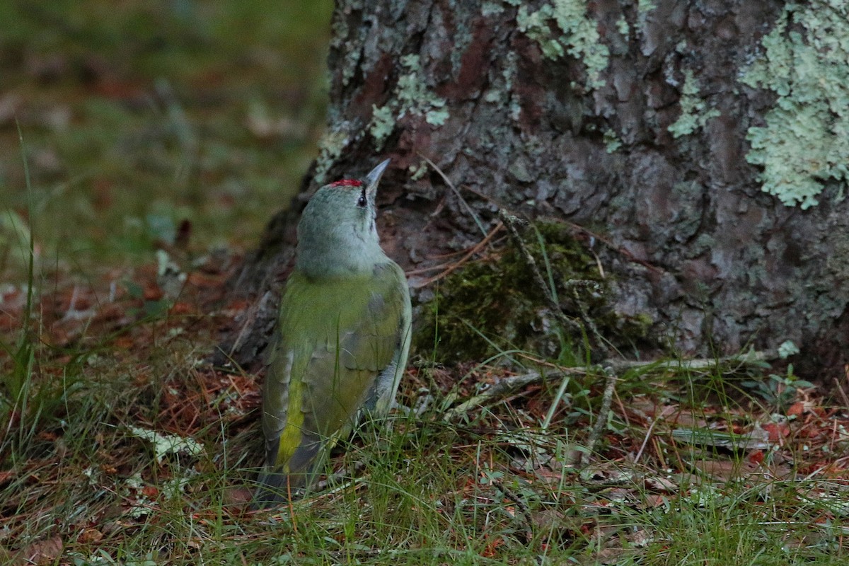 Gray-headed Woodpecker - ML620884710