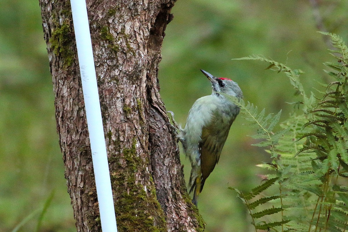 Gray-headed Woodpecker - ML620884711