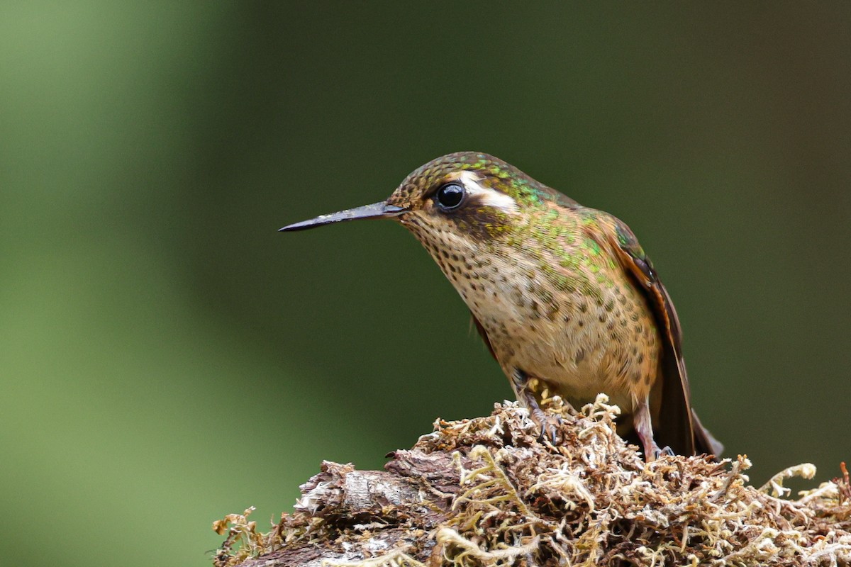 Speckled Hummingbird - ML620884717