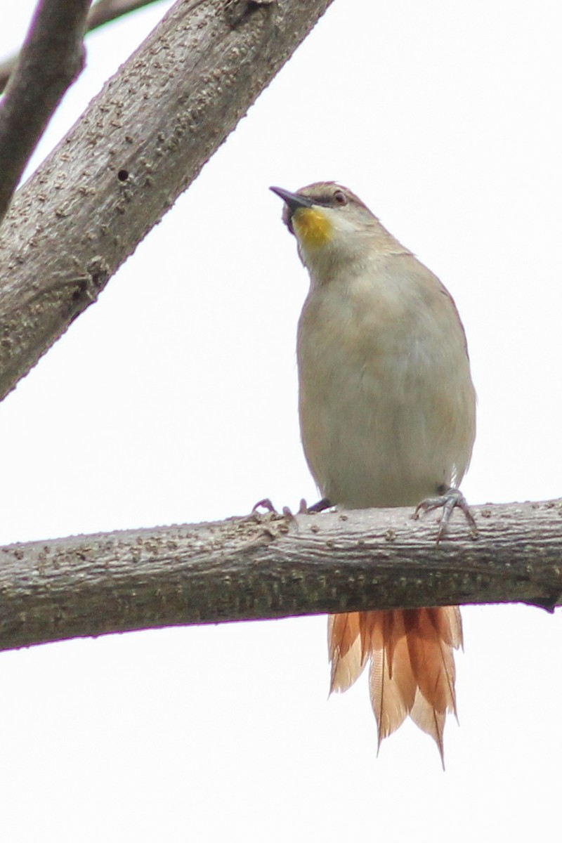 Yellow-chinned Spinetail - ML620884723