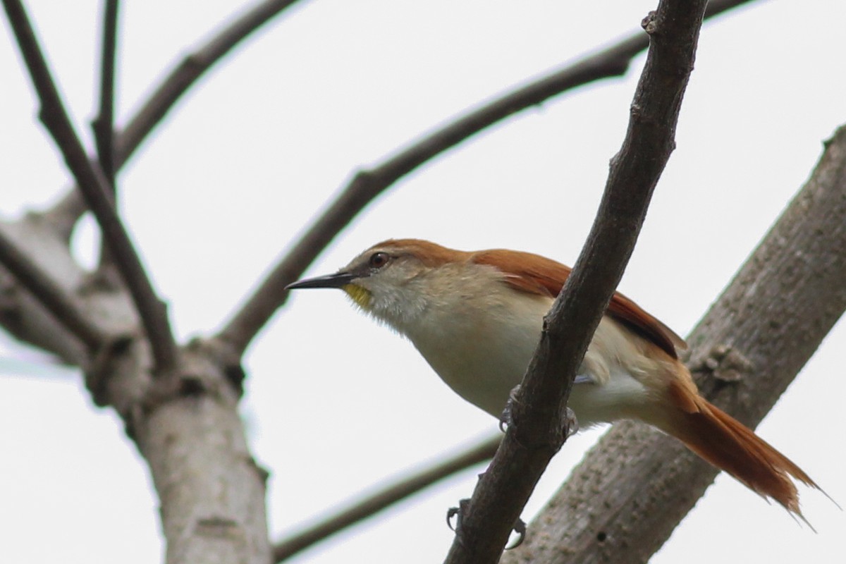Yellow-chinned Spinetail - ML620884724
