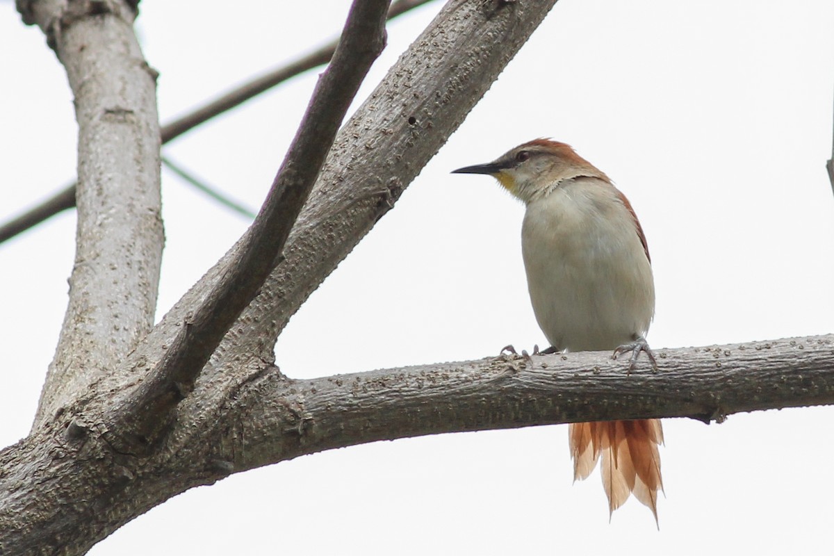Yellow-chinned Spinetail - ML620884729