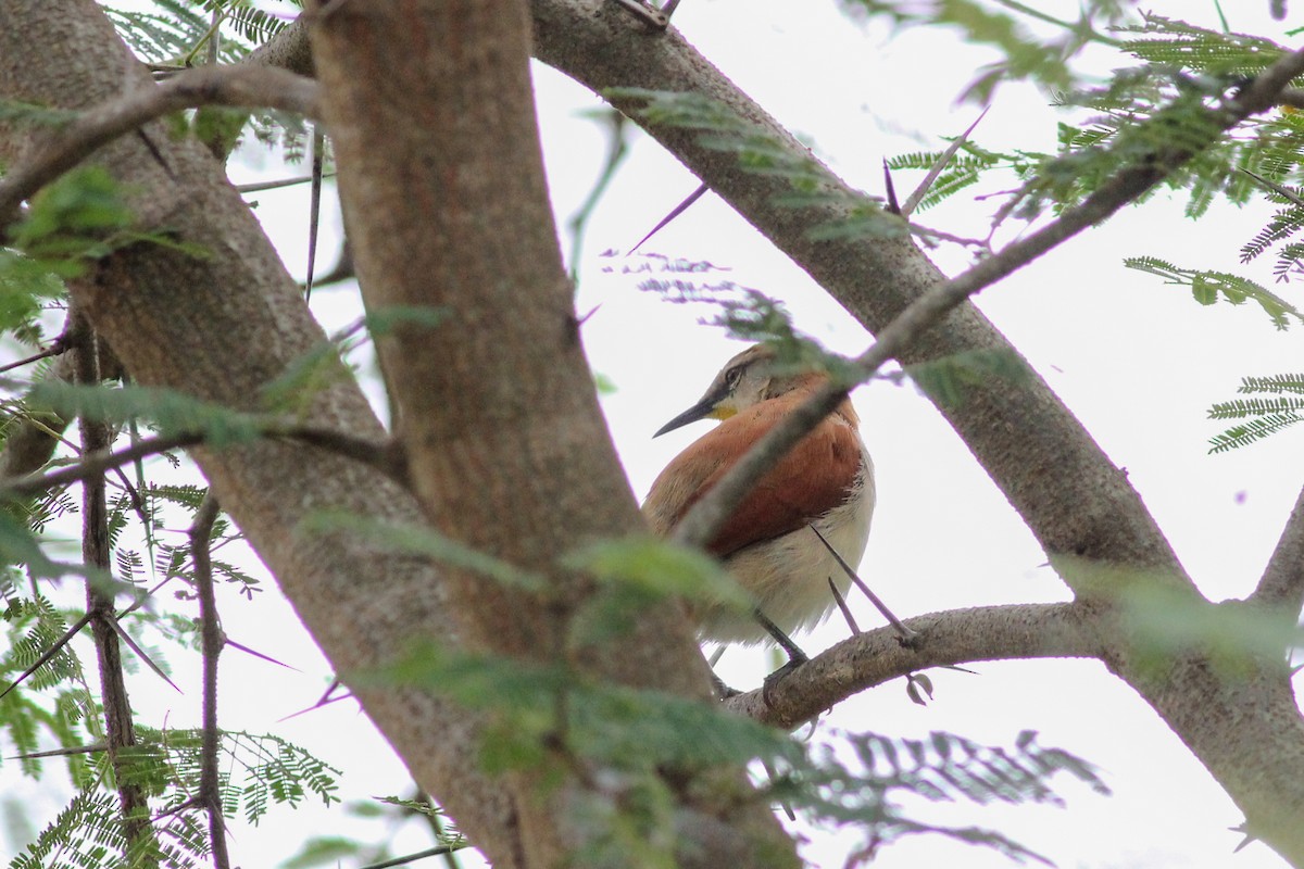 Yellow-chinned Spinetail - ML620884730