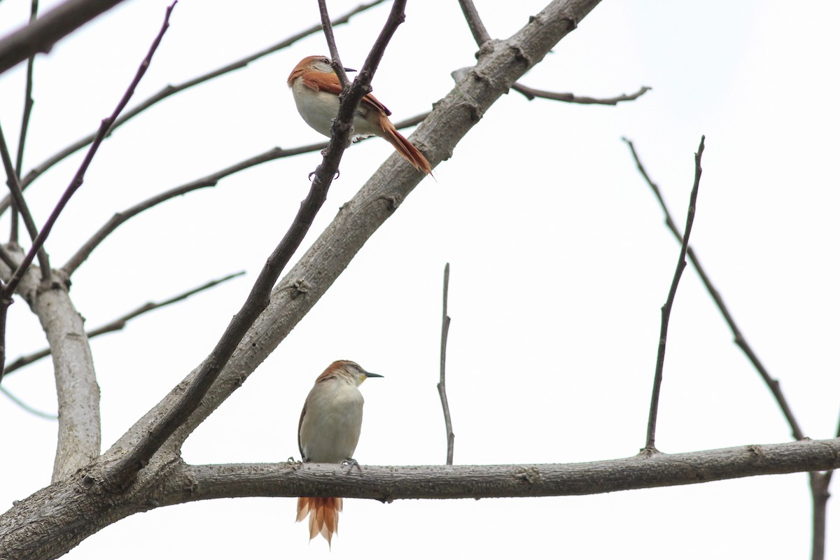 Yellow-chinned Spinetail - ML620884731