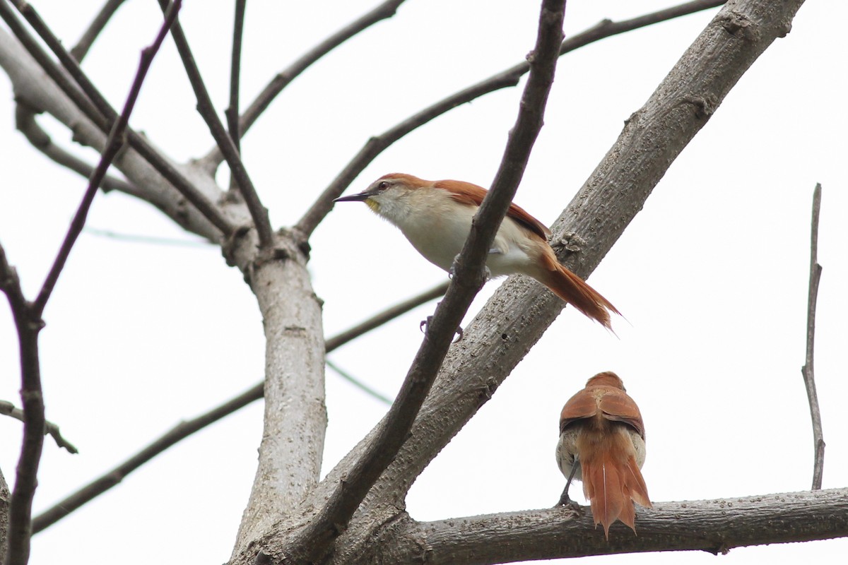 Yellow-chinned Spinetail - ML620884732