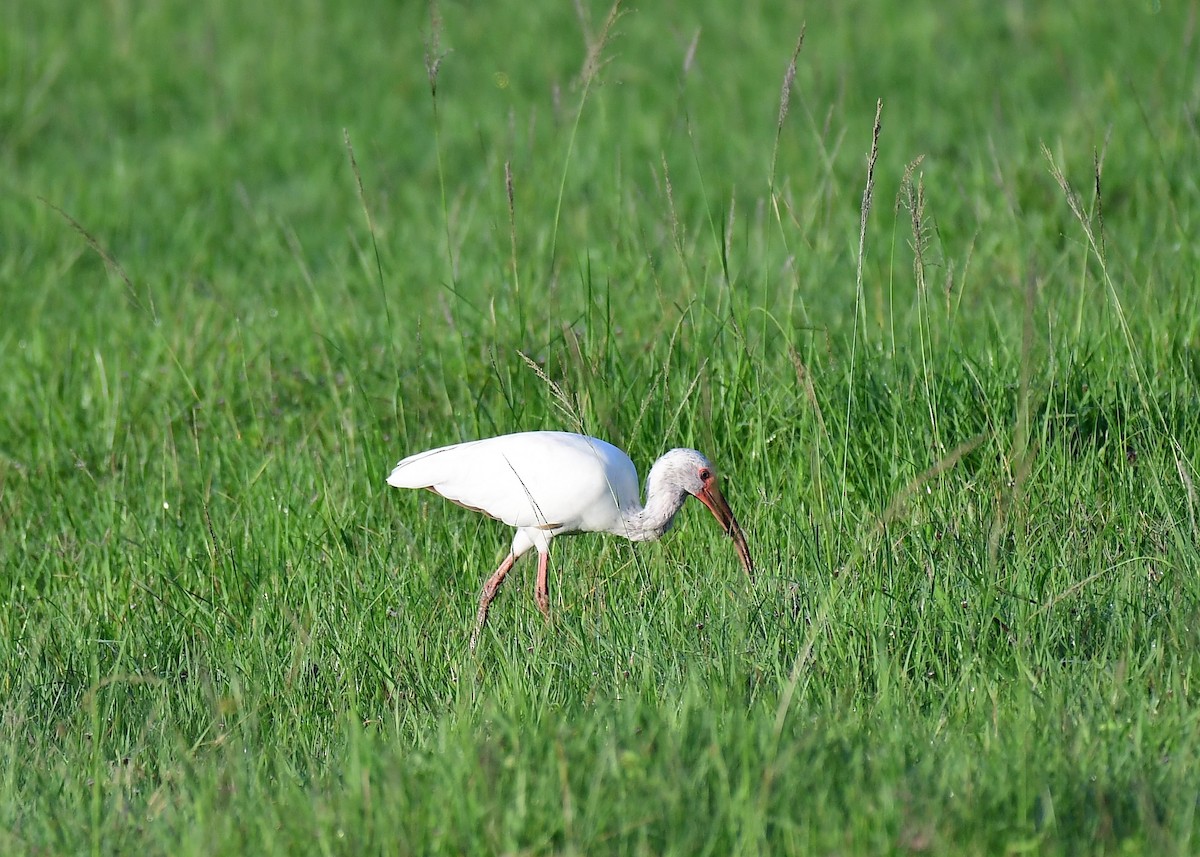ibis bílý - ML620884735