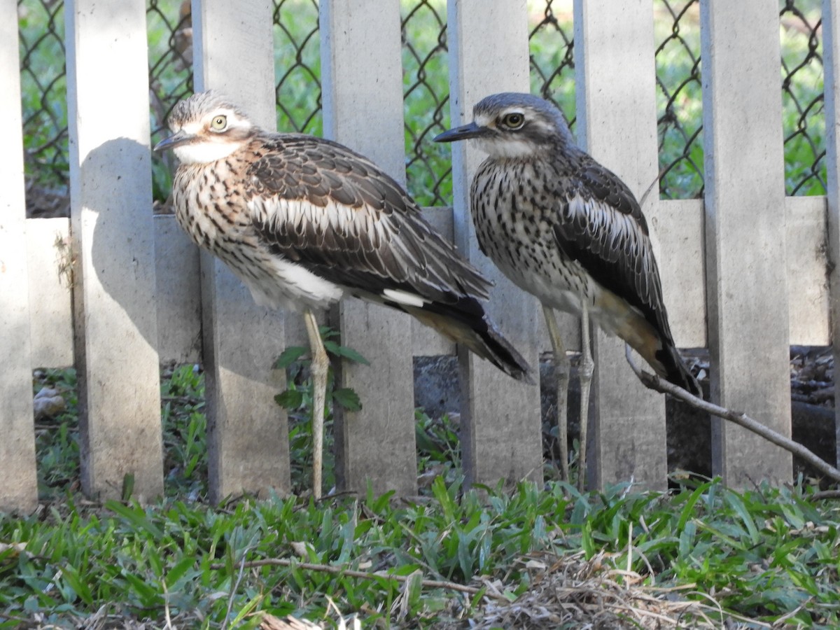 Bush Thick-knee - ML620884736