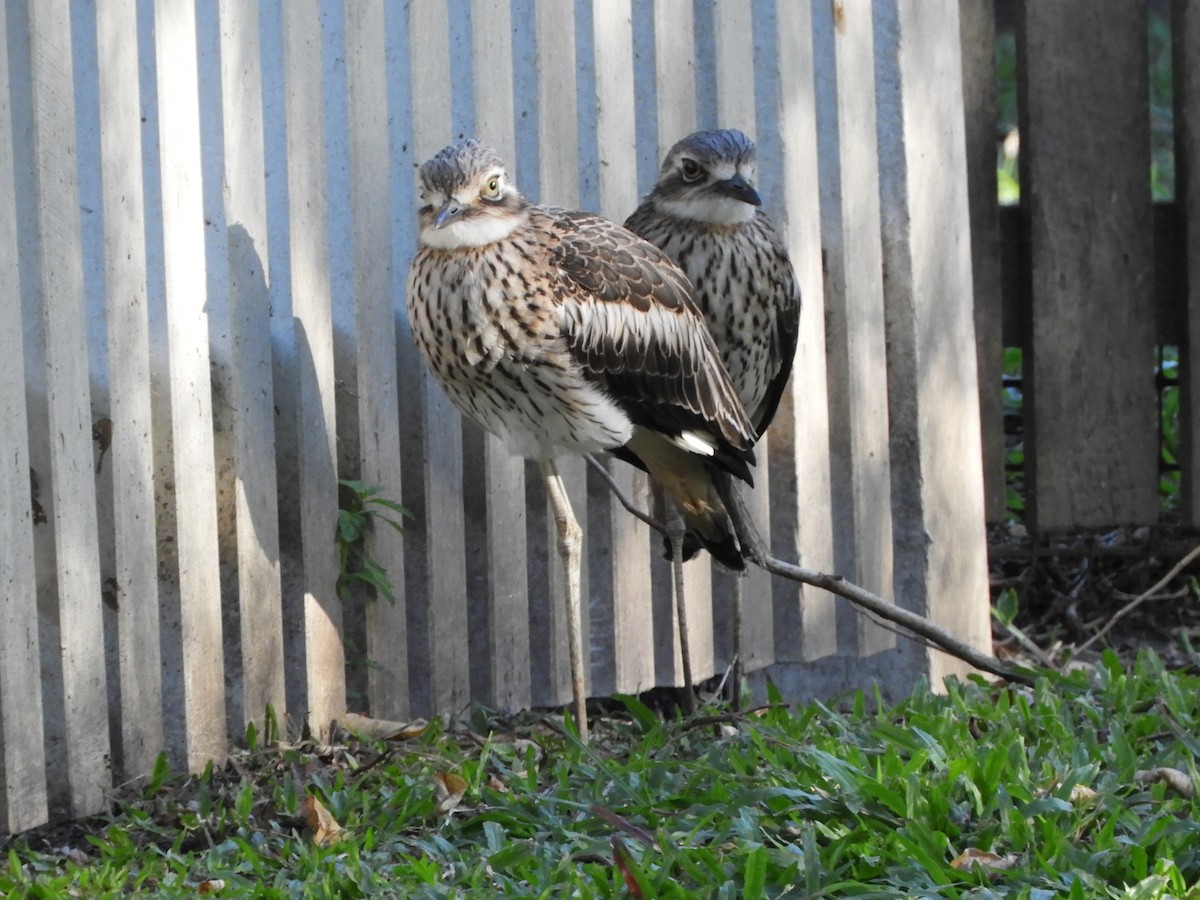 Bush Thick-knee - Natalee Bozzi