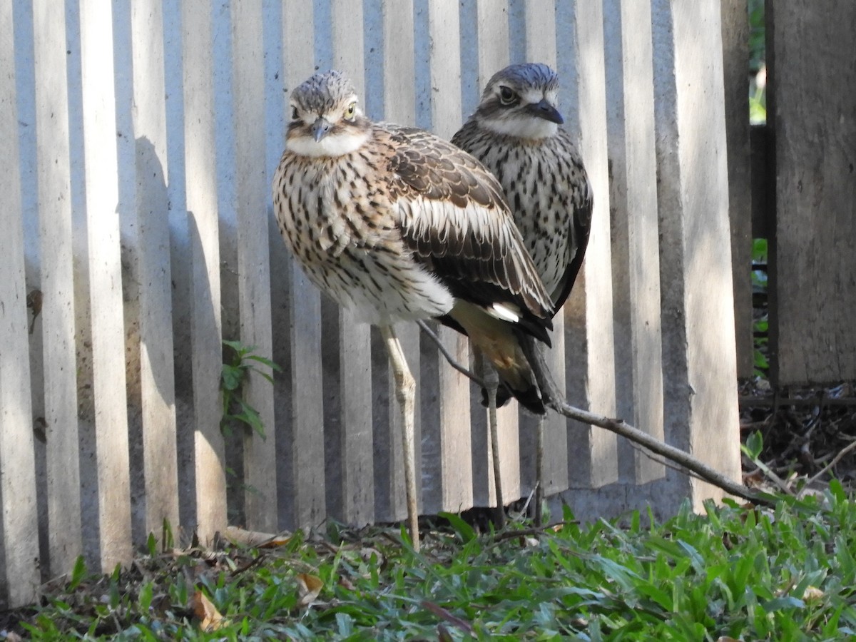 Bush Thick-knee - ML620884738