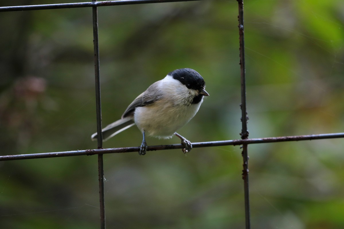 Marsh Tit - ML620884739