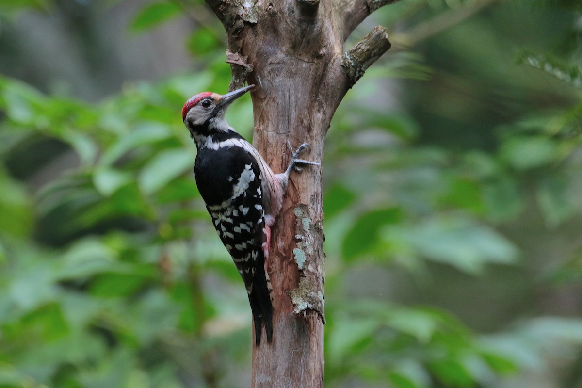 White-backed Woodpecker - ML620884741