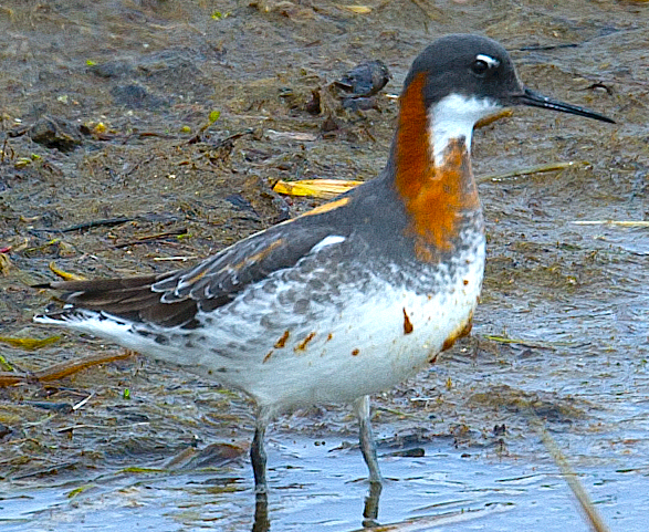 Red-necked Phalarope - ML620884748