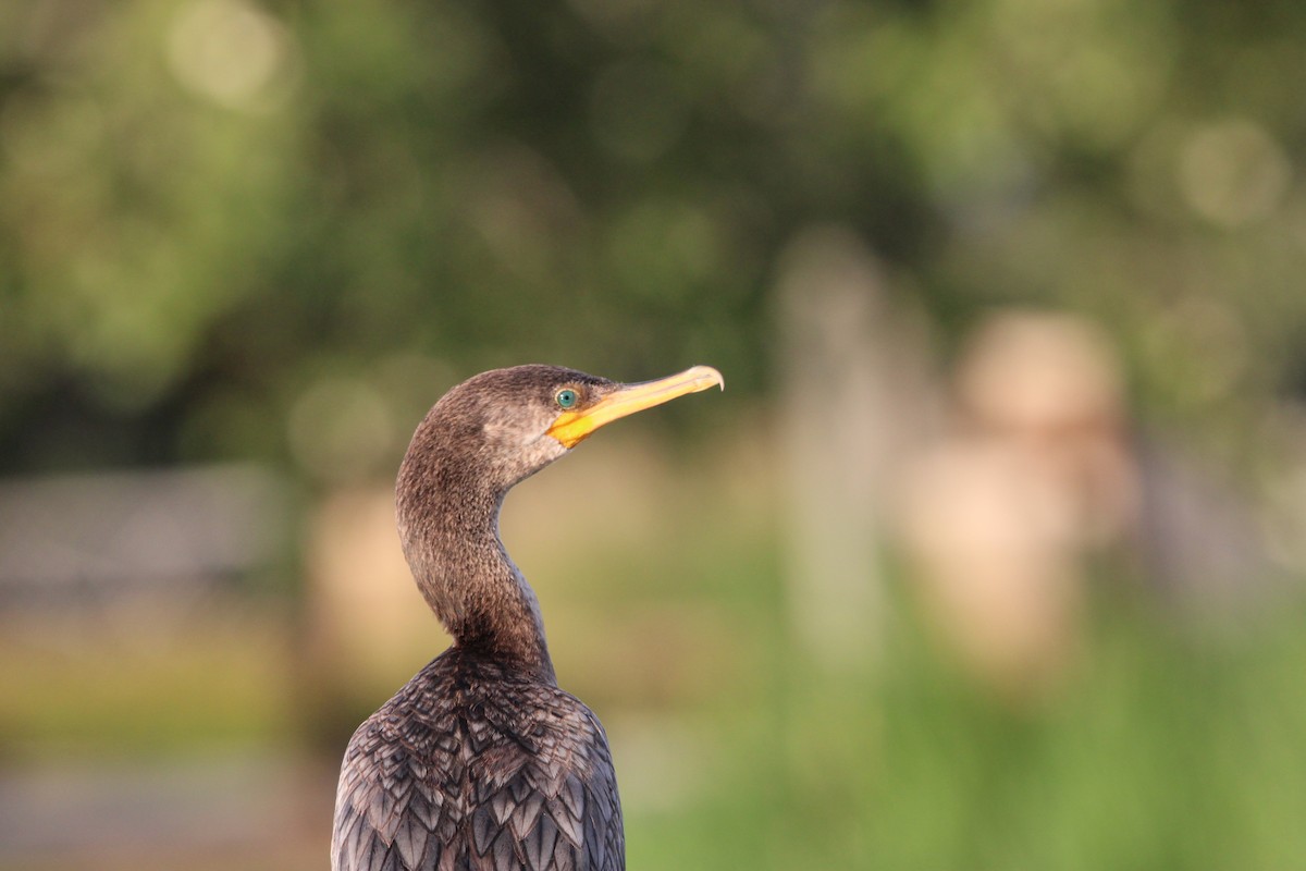 Neotropic Cormorant - ML620884752