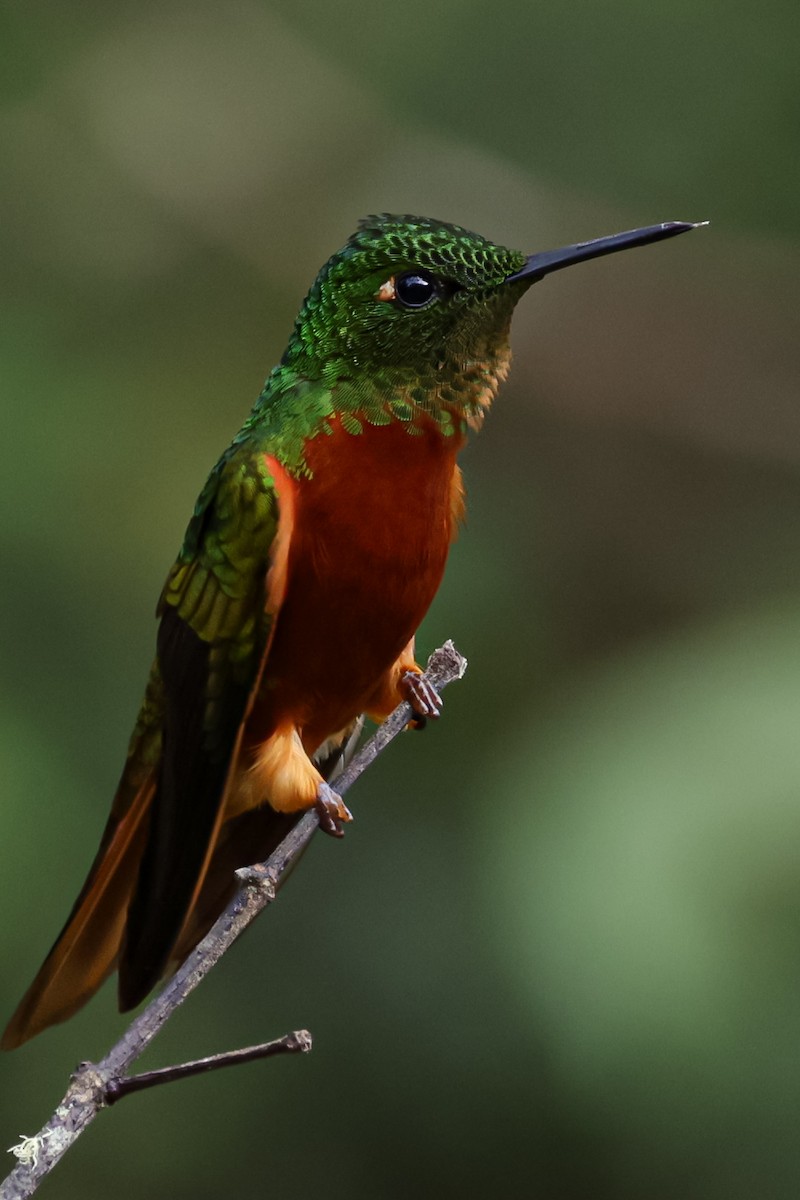 kolibřík peruánský - ML620884757