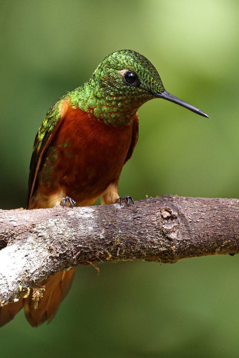 Chestnut-breasted Coronet - Laura Forrest