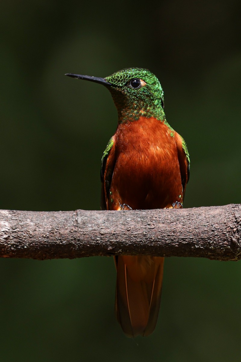 kolibřík peruánský - ML620884759