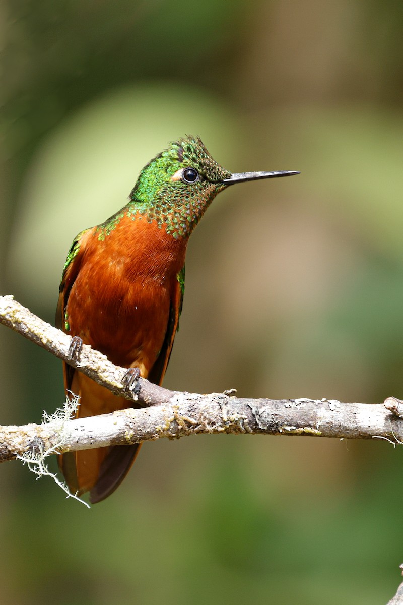 kolibřík peruánský - ML620884760