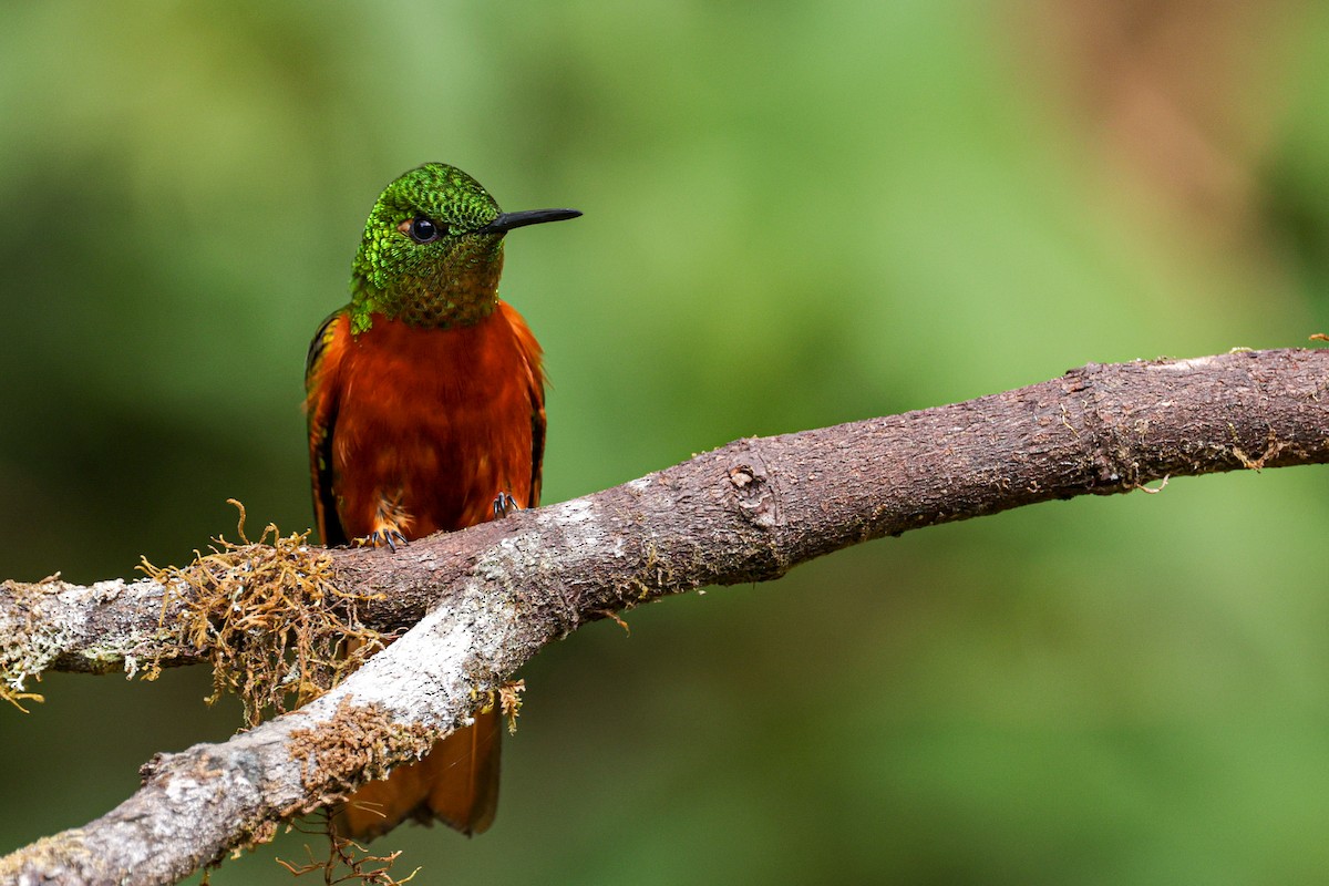 Chestnut-breasted Coronet - Laura Forrest