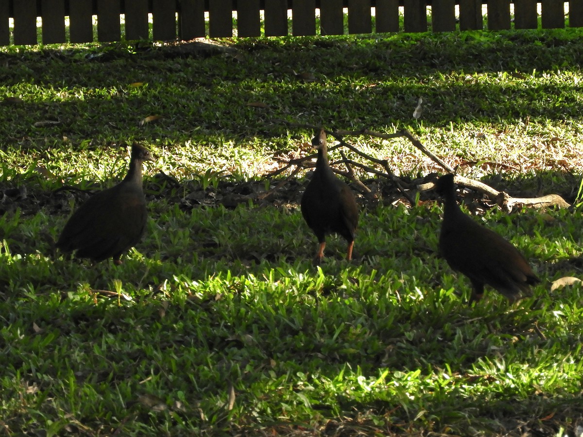 Orange-footed Megapode - ML620884763