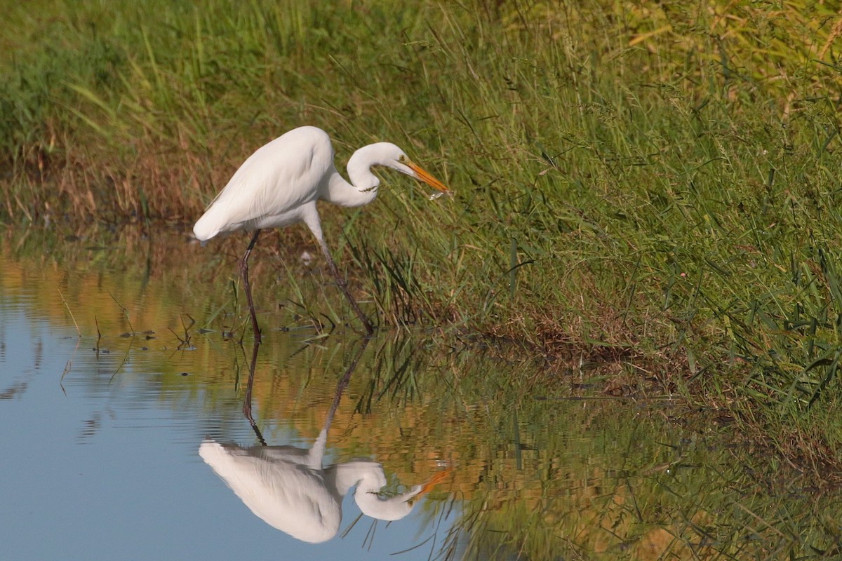 Great Egret - ML620884769