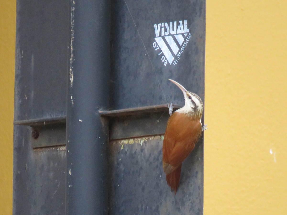 White-throated Woodcreeper - Luiz Fernando de Andrade Figueiredo Luiz Fernando