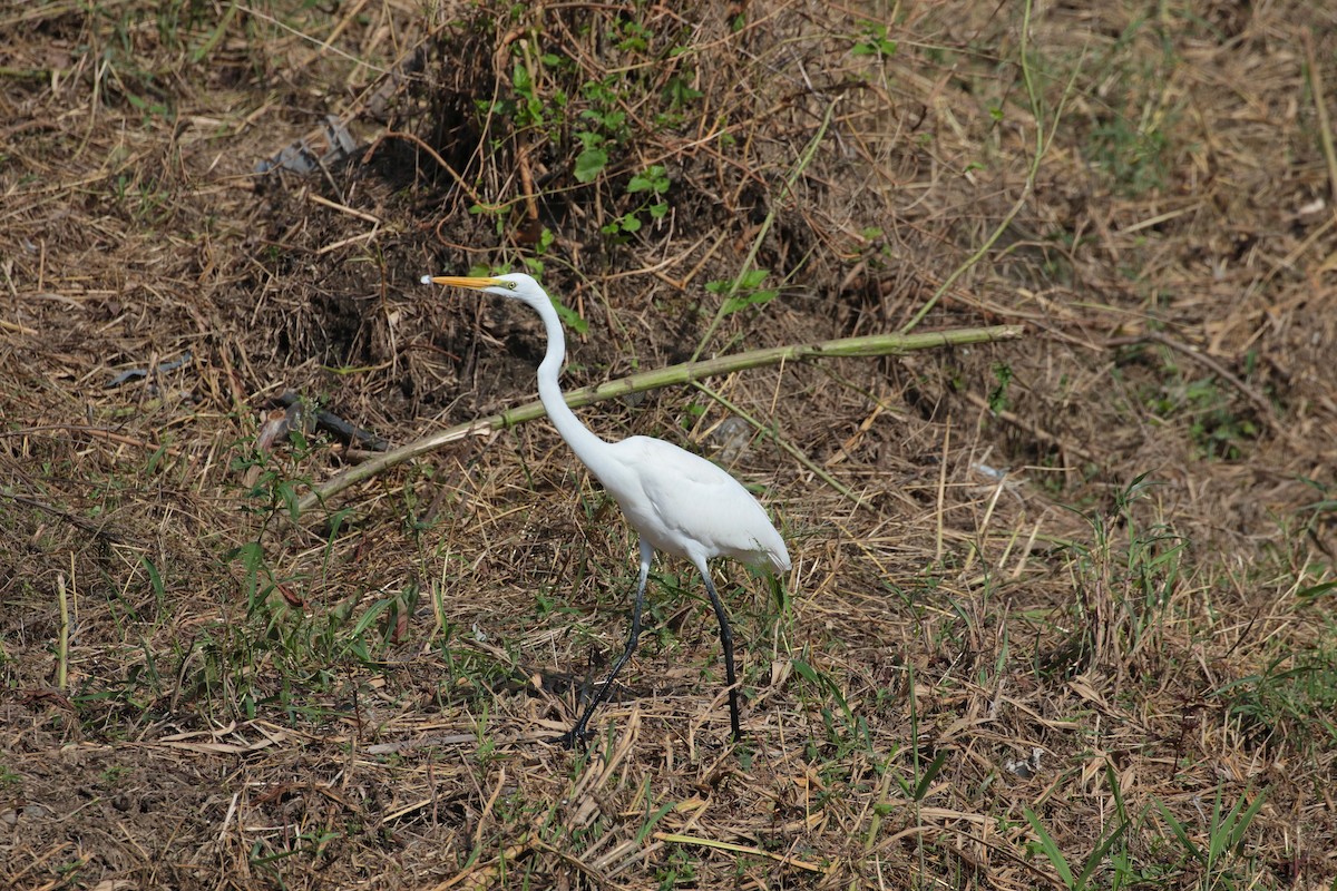 Great Egret - ML620884778