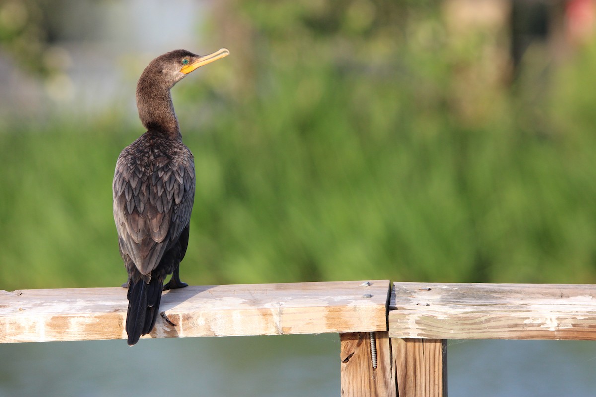 Neotropic Cormorant - Anonymous