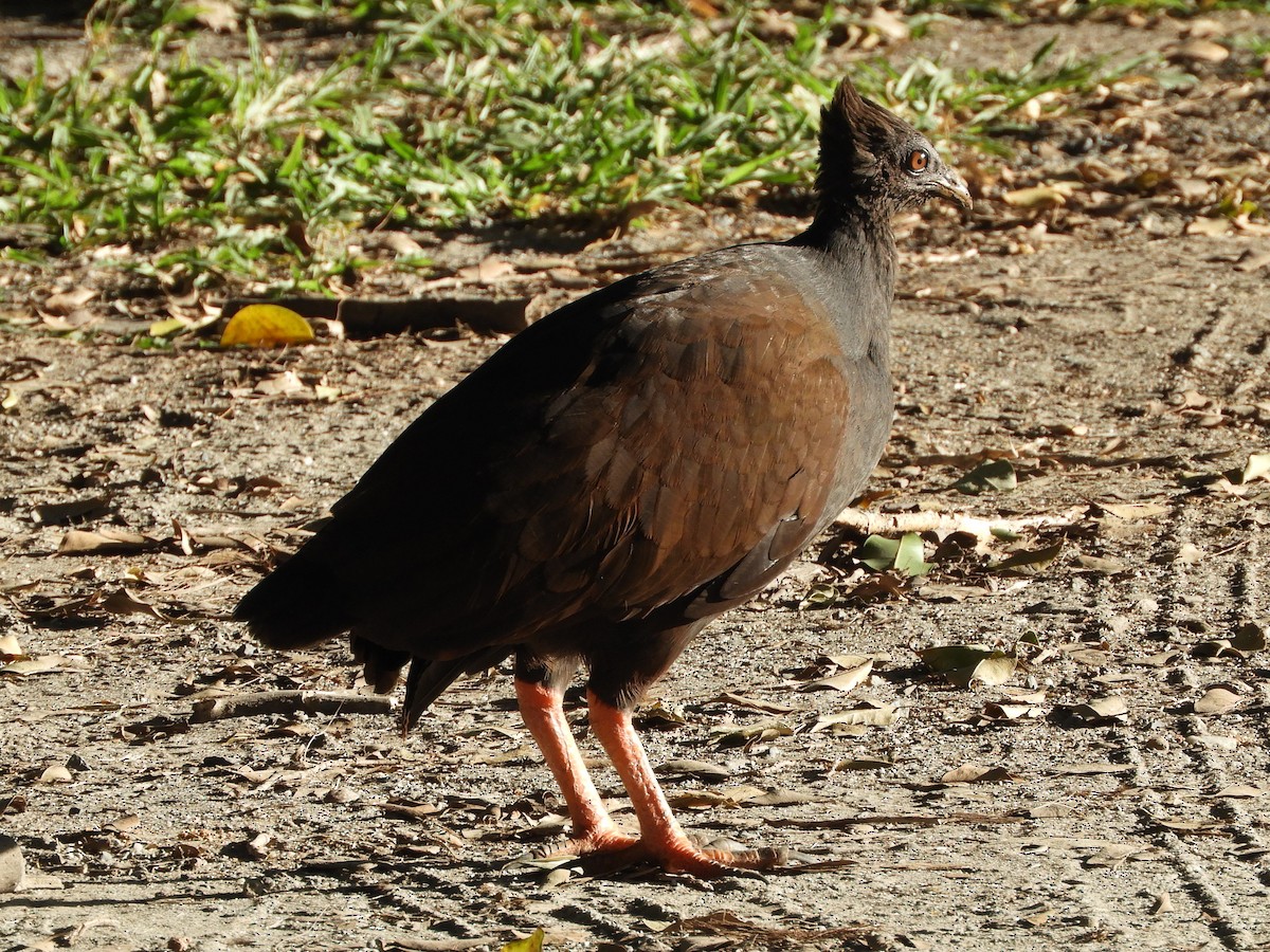 Rotbein-Großfußhuhn - ML620884803