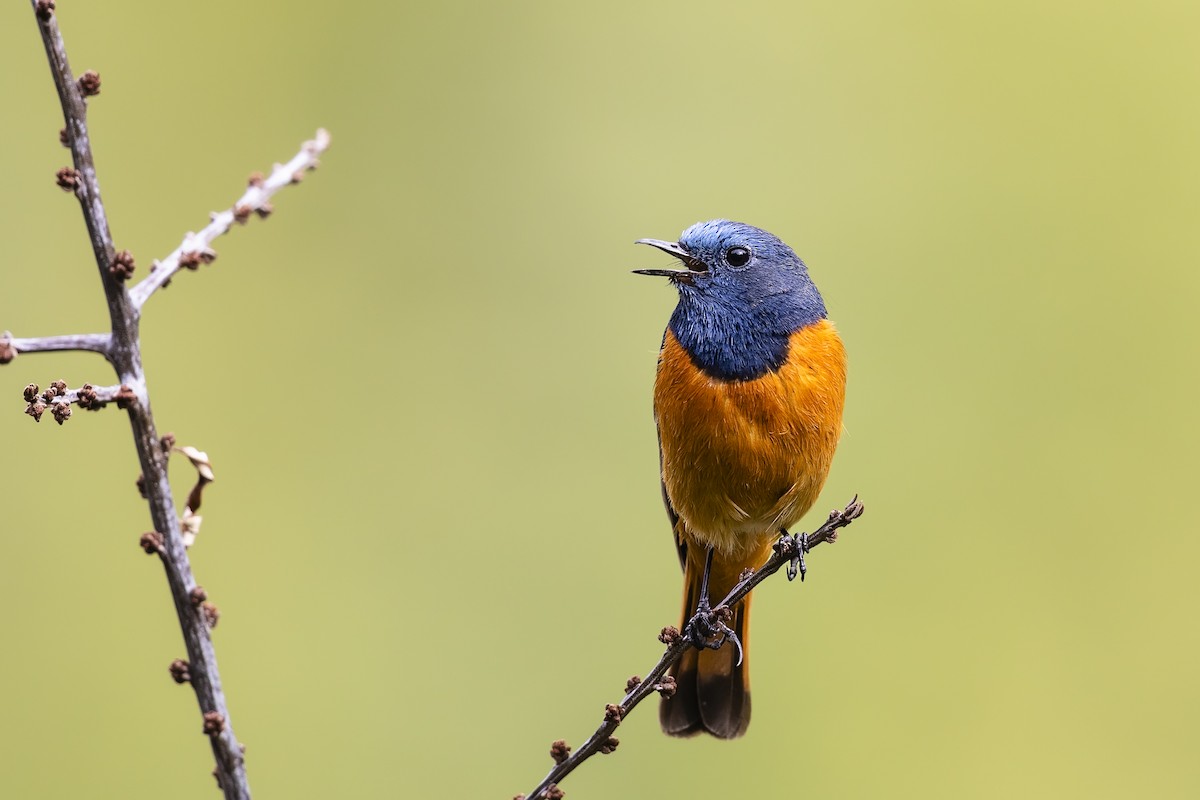 Blue-fronted Redstart - Stefan Hirsch