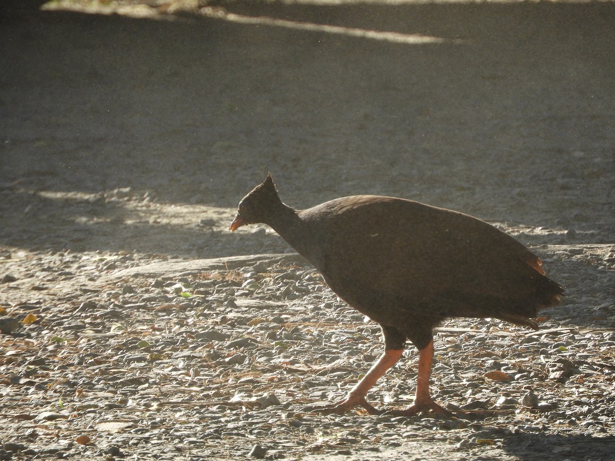 Rotbein-Großfußhuhn - ML620884820