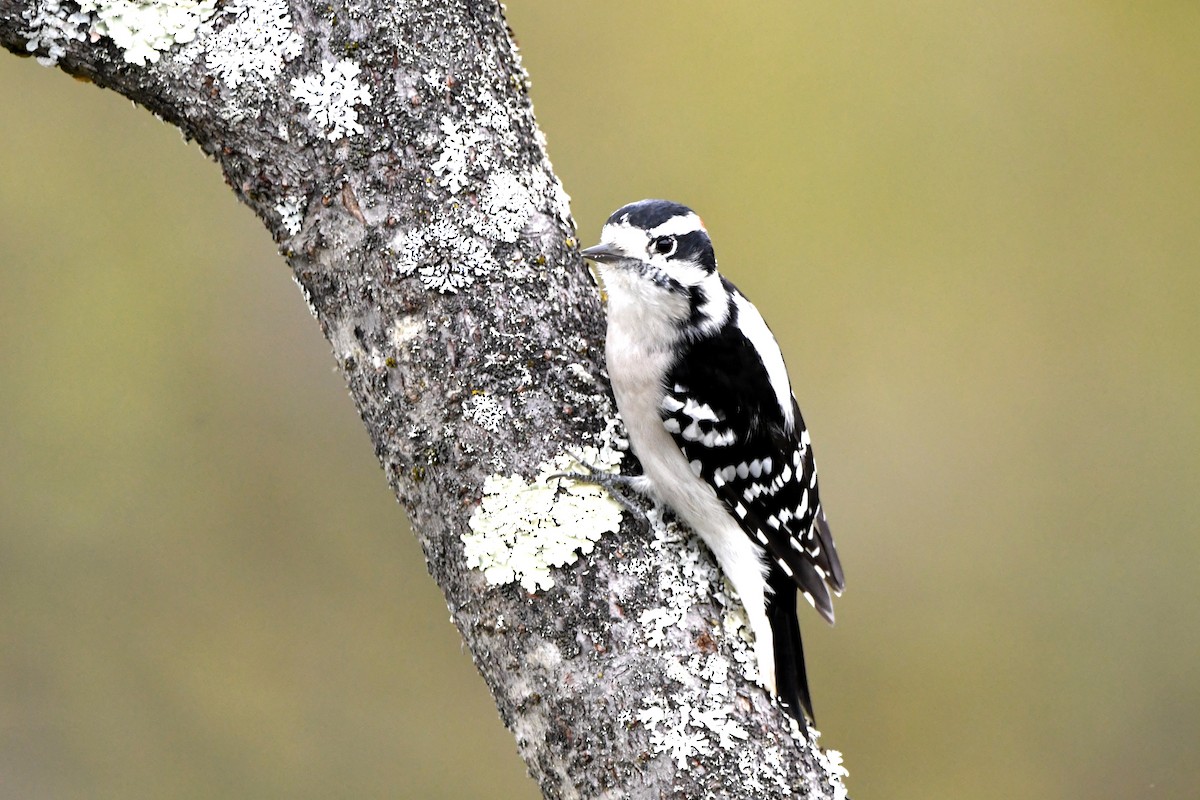 Downy Woodpecker - ML620884823