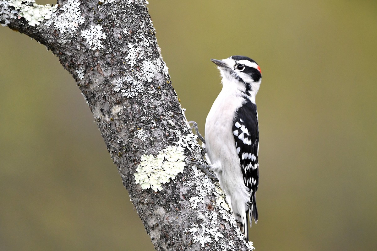 Downy Woodpecker - ML620884827