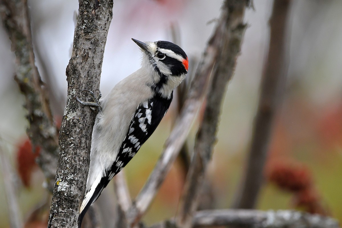 Downy Woodpecker - ML620884828