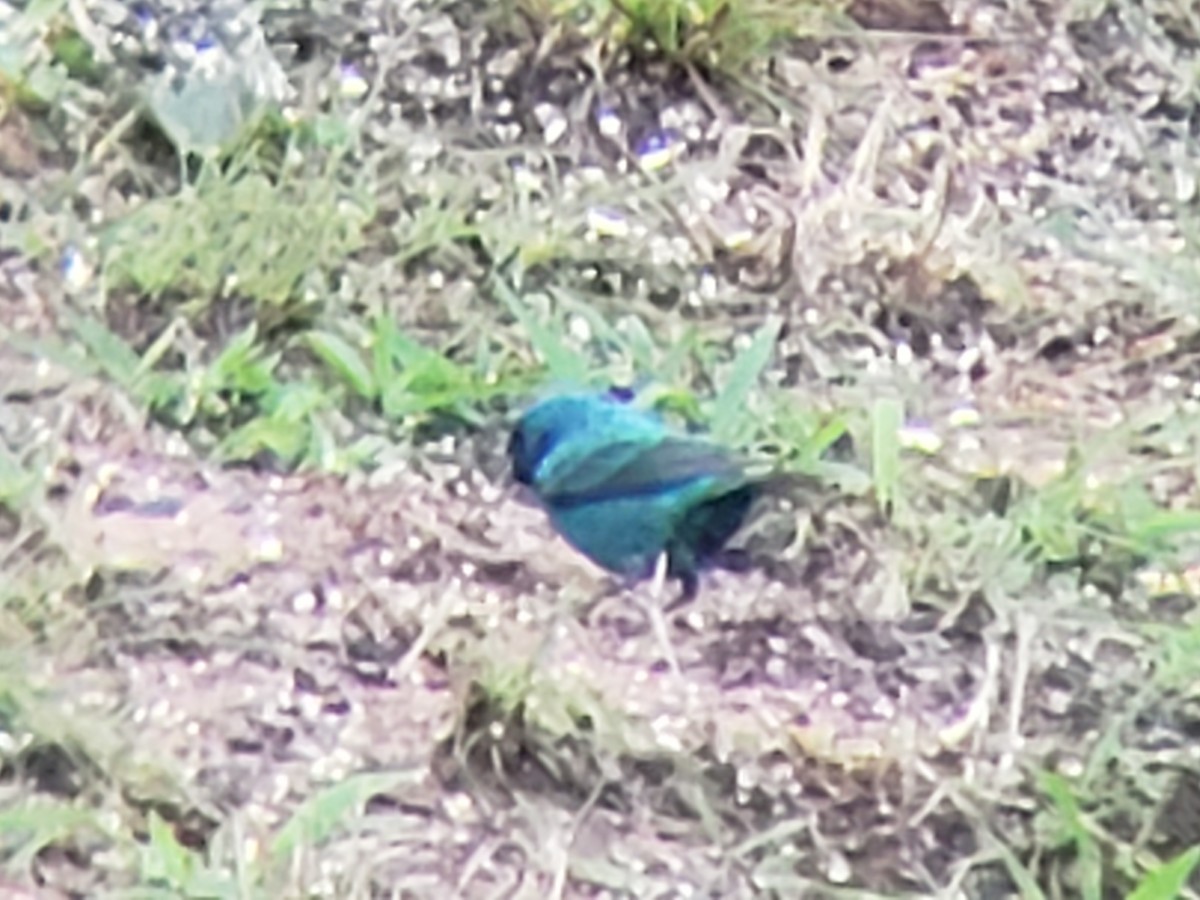 Indigo Bunting - ML620884841