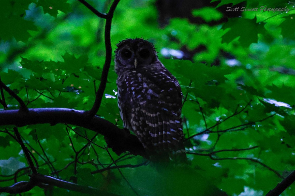 Barred Owl - ML620884851