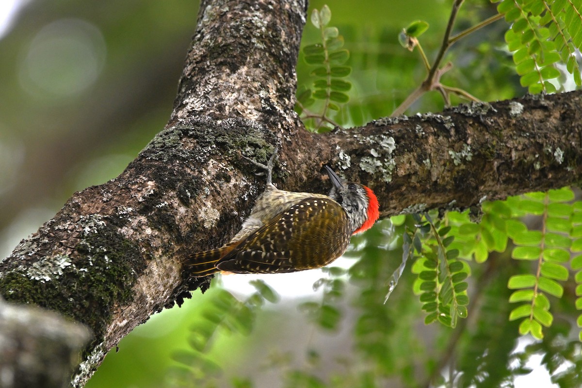 Cardinal Woodpecker - ML620884855