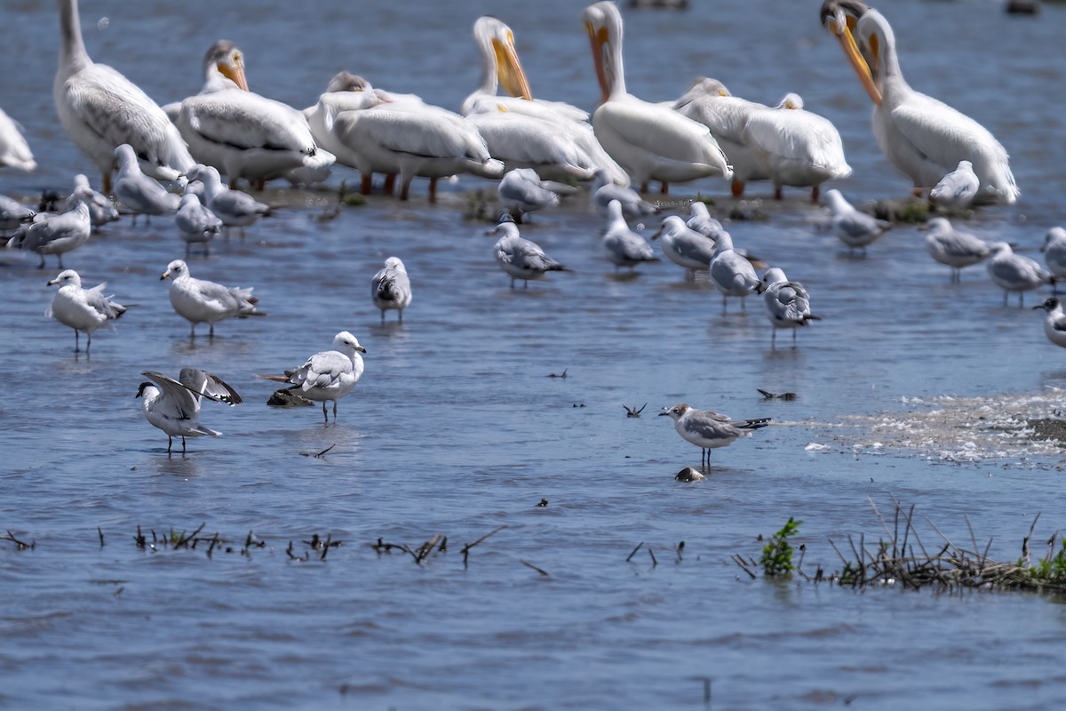 Franklin's Gull - ML620884871