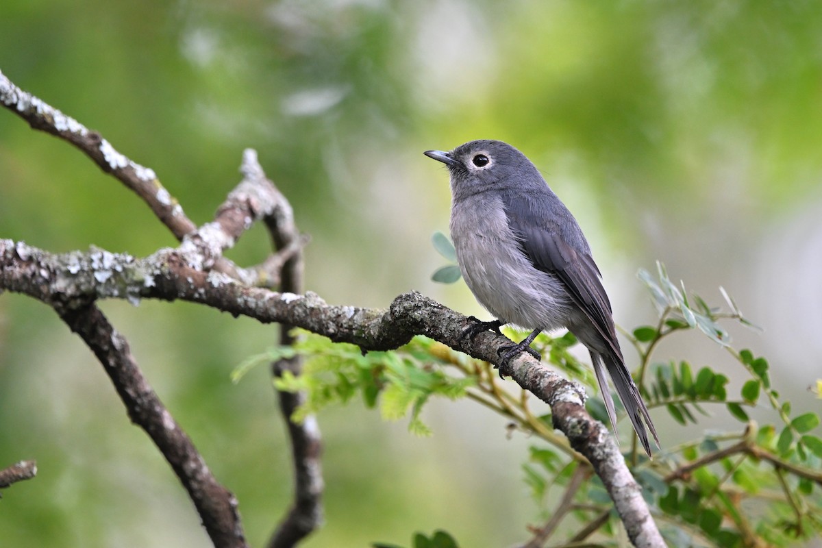 White-eyed Slaty-Flycatcher - ML620884873