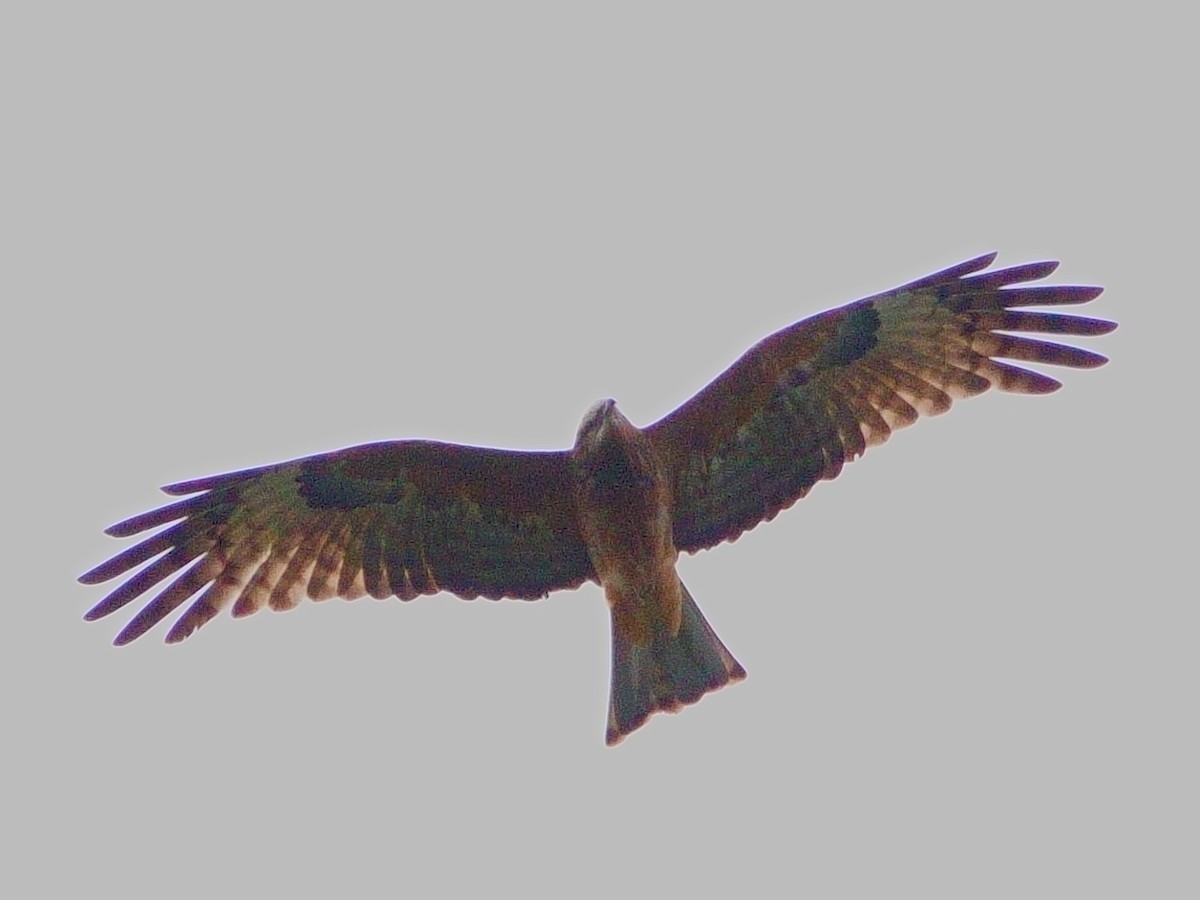 Square-tailed Kite - ML620884877