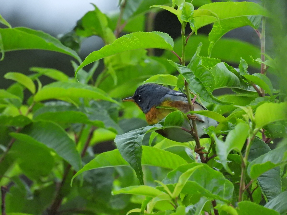 Northern Parula - ML620884888