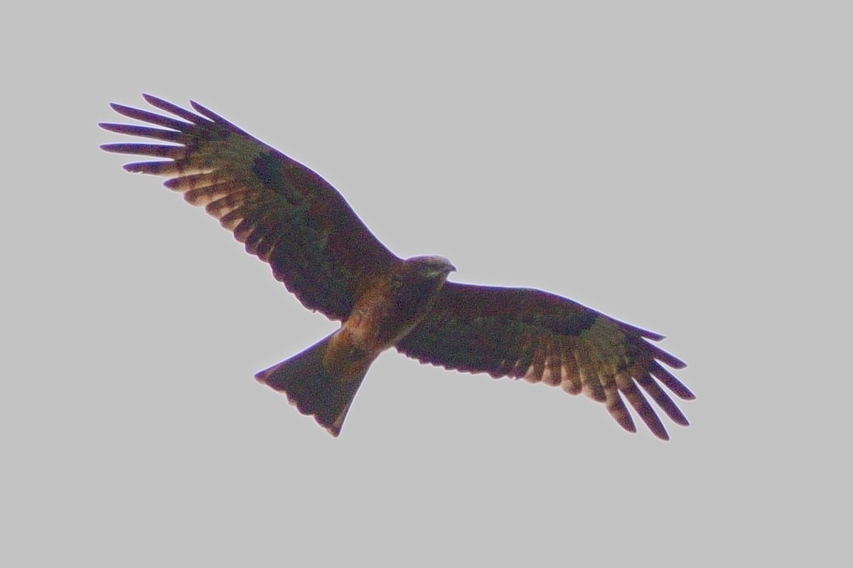 Square-tailed Kite - ML620884889