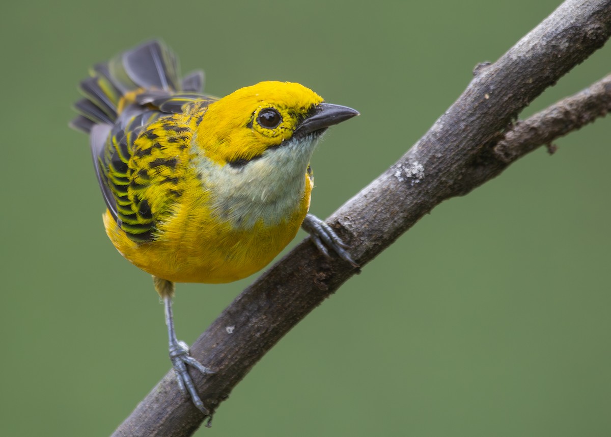 Silver-throated Tanager - ML620884891