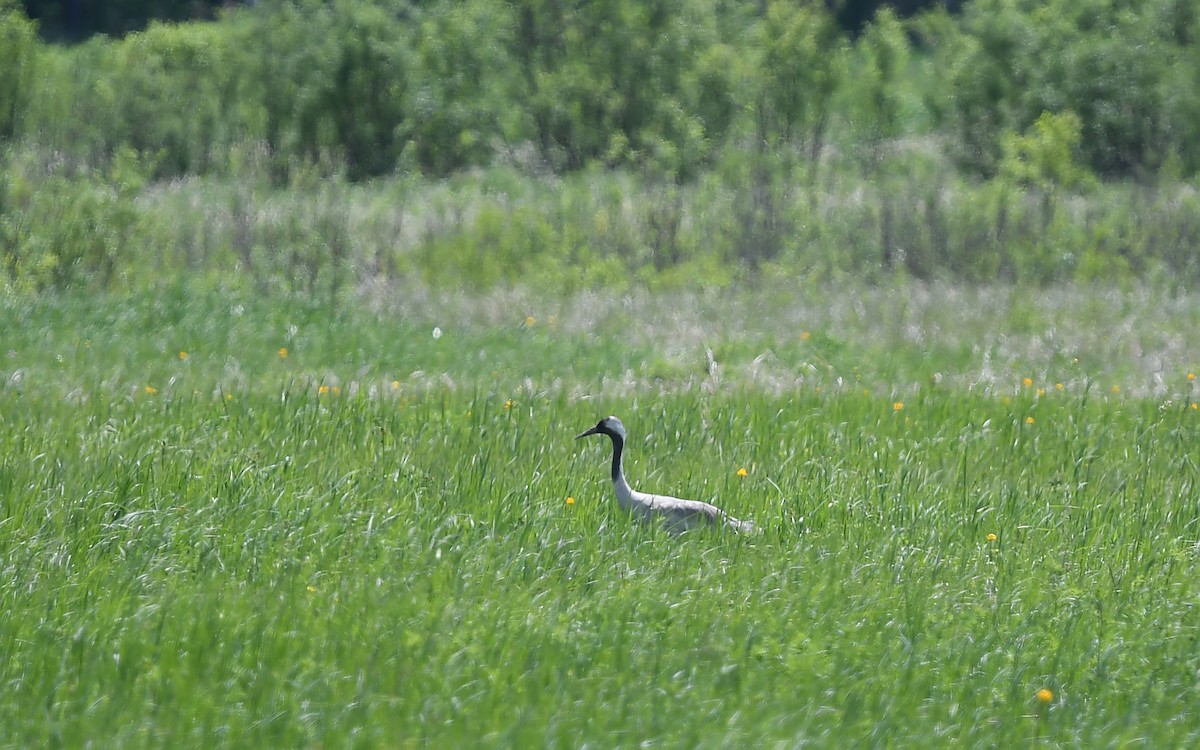 Common Crane - ML620884895