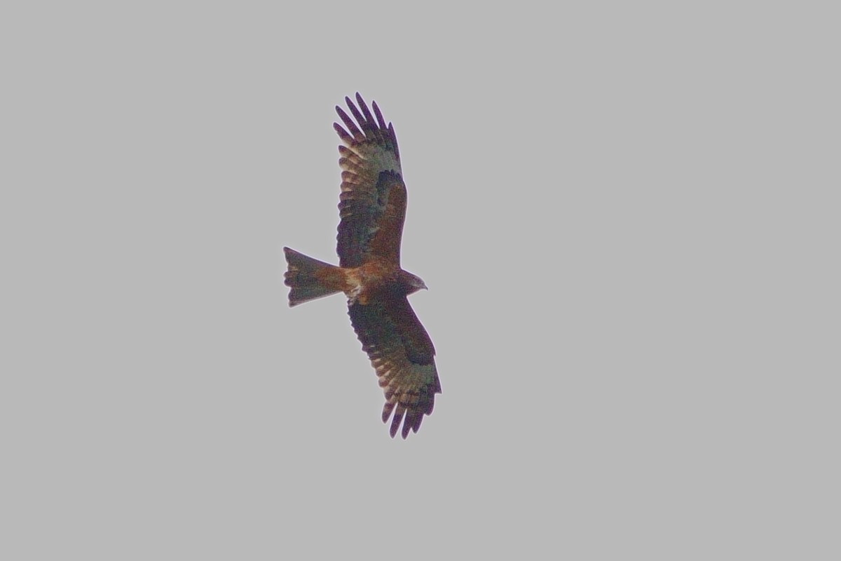 Square-tailed Kite - ML620884899