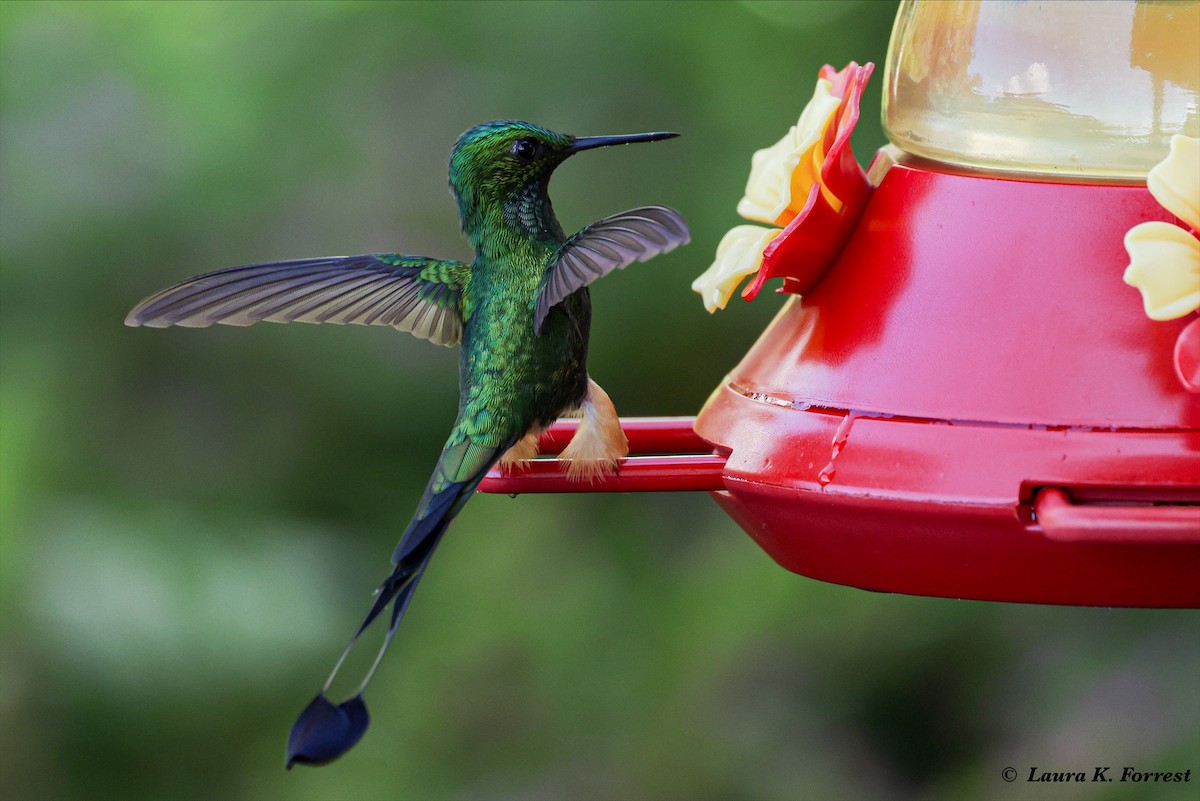 Colibrí de Raquetas Peruano - ML620884903