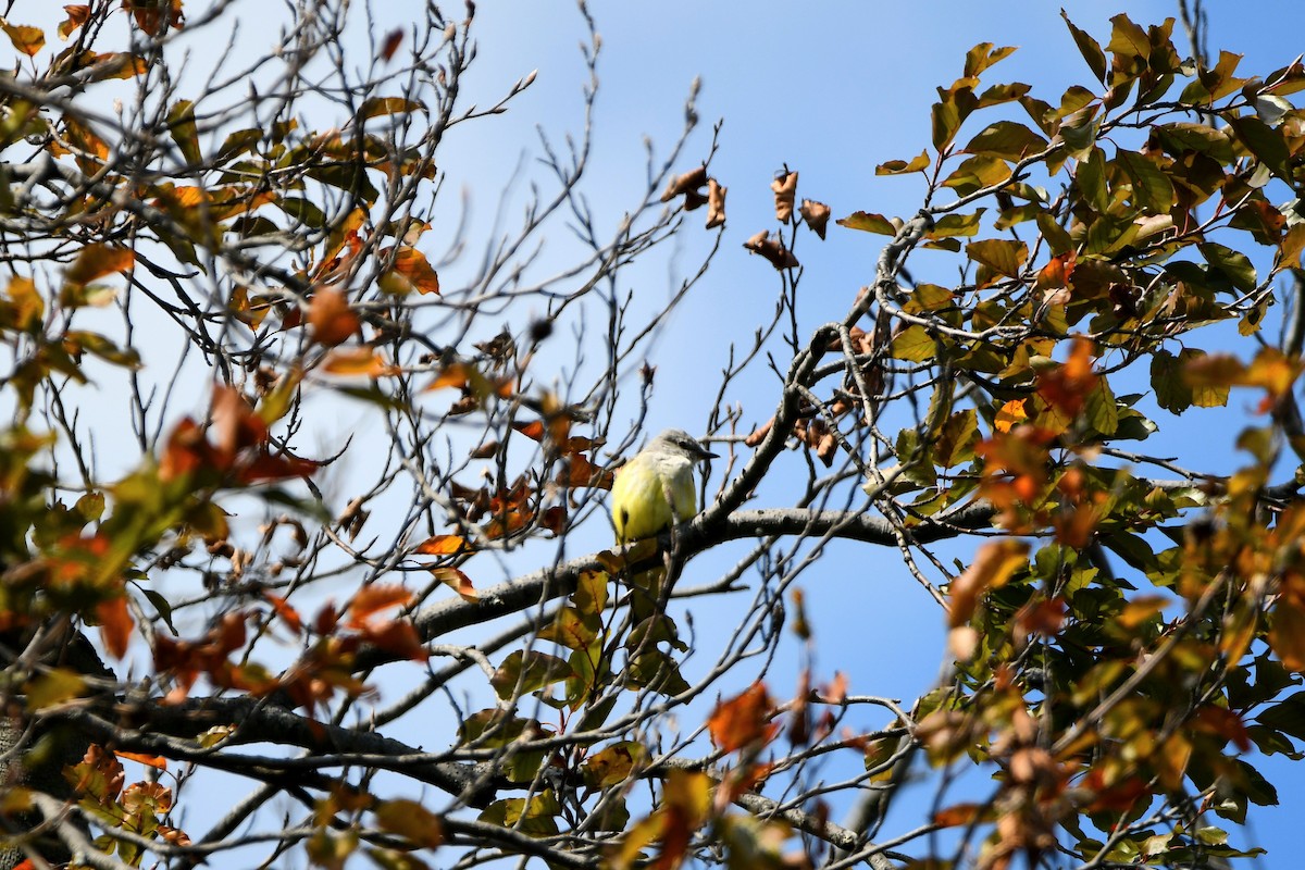 Western Kingbird - ML620884909