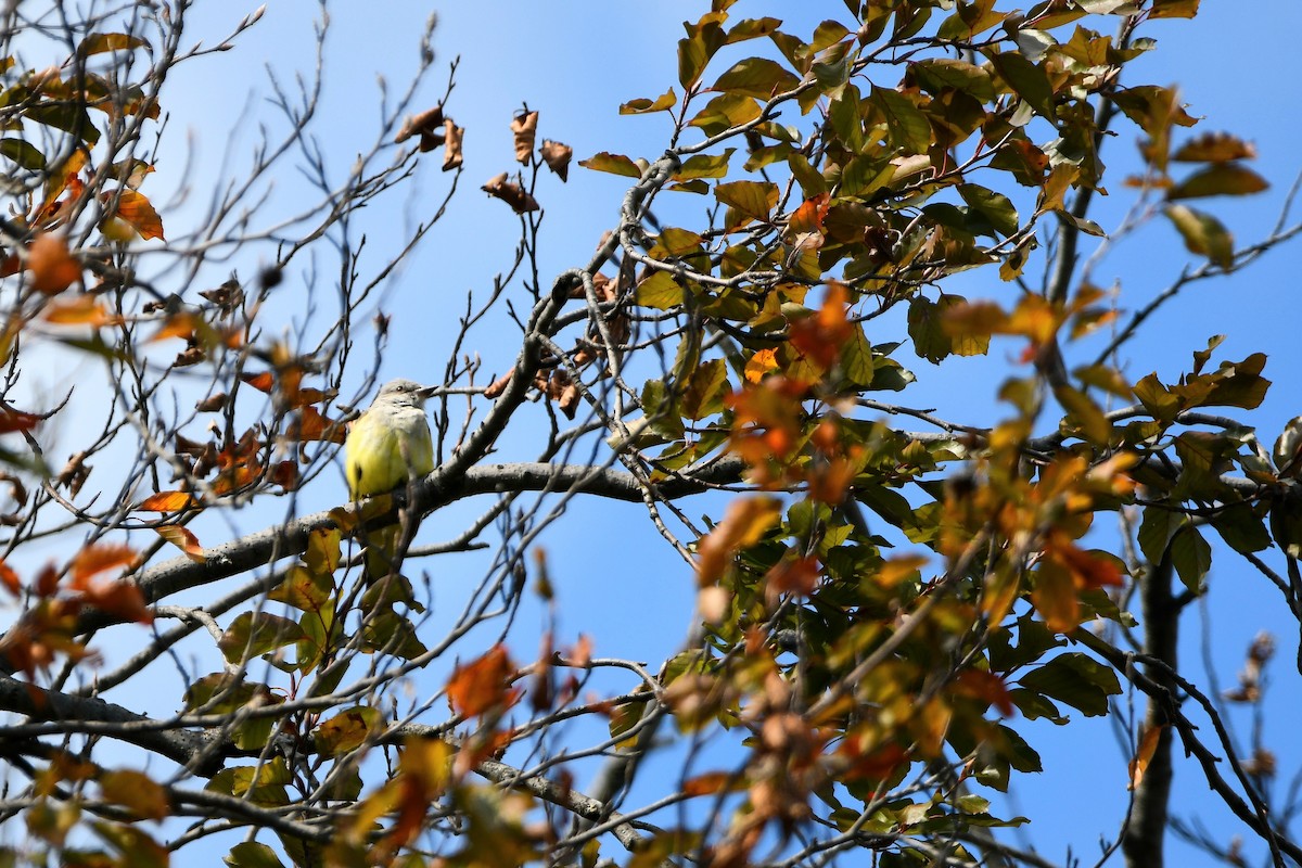 Western Kingbird - ML620884910