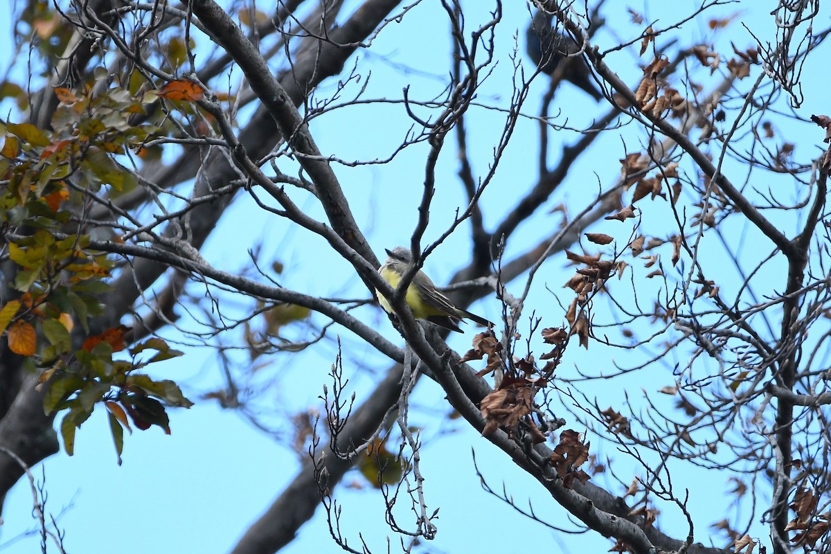 Western Kingbird - ML620884919