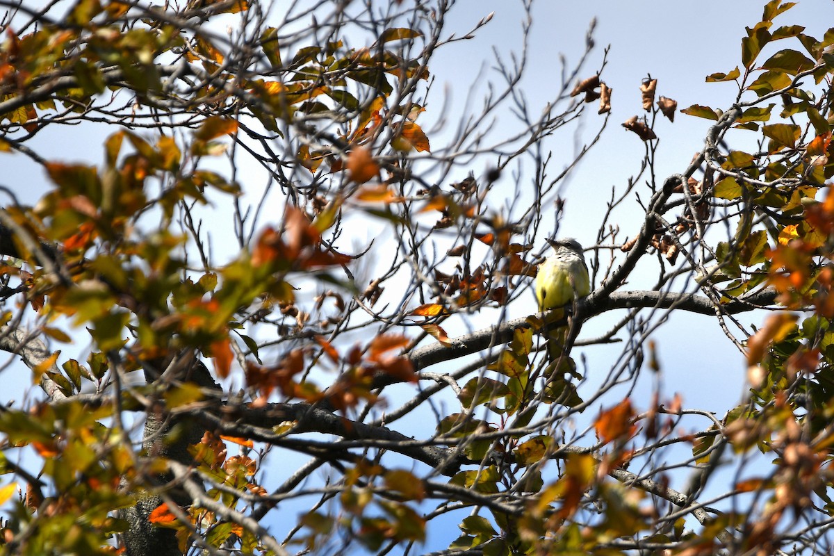 Western Kingbird - ML620884921